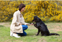How to Choose a Reputable Border Collie Breeder for Your Next Pet