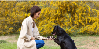 How to Choose a Reputable Border Collie Breeder for Your Next Pet