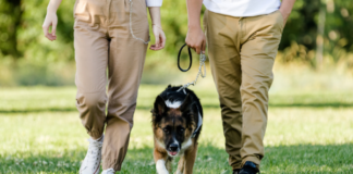 How to Find the Perfect Pet-Friendly Serviced Apartment in Singapore