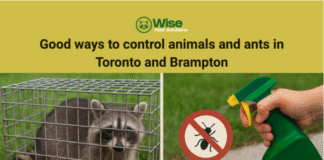 Good ways to control animals and ants in Toronto and Brampton