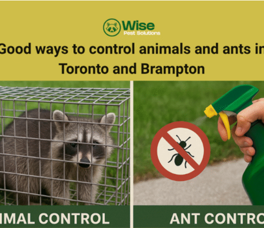 Good ways to control animals and ants in Toronto and Brampton