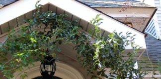 Tips For Selecting The Best Decorative Smilax Vine For Sale Online