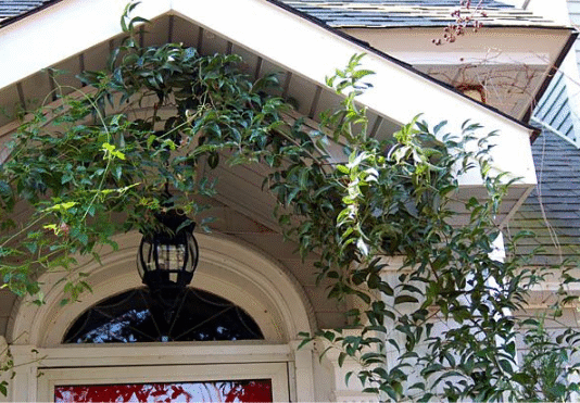 Tips For Selecting The Best Decorative Smilax Vine For Sale Online